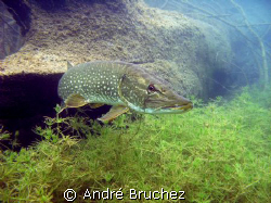 brochet by André Bruchez 